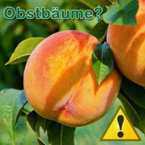 Warnung Pfirsichbaum