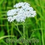 Futterpflanze: Schafgarbe (Achillea millefolium)