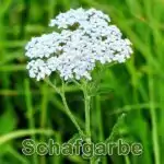 Futterpflanze: Schafgarbe (Achillea millefolium)