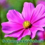 futterpflanze: Fiederblättrige Schmuckkörbchen (Cosmos bipinnatus)