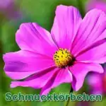 futterpflanze: Fiederblättrige Schmuckkörbchen (Cosmos bipinnatus)
