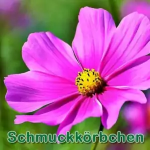 futterpflanze: Fiederblättrige Schmuckkörbchen (Cosmos bipinnatus)