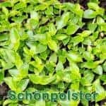 Futterpflanze: Kriechende Schönpolster (Callisia repens)