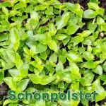 Futterpflanze: Kriechende Schönpolster (Callisia repens)