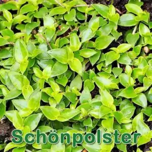 Futterpflanze: Kriechende Schönpolster (Callisia repens)