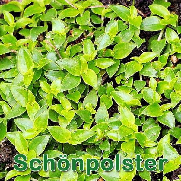 Futterpflanzen: Schnpolster | Welli@Home