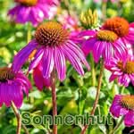 Futterpflanze: Sonnenhut bzw. Igelkopf (Echinacea)