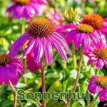 Futterpflanze: Sonnenhut bzw. Igelkopf (Echinacea)