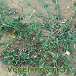 Futterpflanze: Vogelknöterich (Polygonum aviculare)