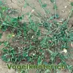 Futterpflanze: Vogelknöterich (Polygonum aviculare)