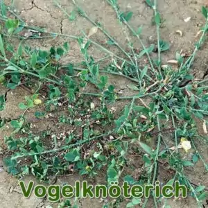 Futterpflanze: Vogelknöterich (Polygonum aviculare)
