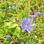 Futterpflanze: Gewöhnliche Wegwarte (Cichorium intybus)