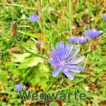 Futterpflanze: Gewöhnliche Wegwarte (Cichorium intybus)