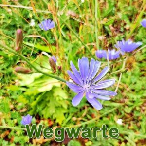 Wegwarte