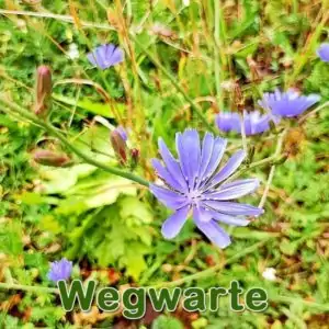 Futterpflanze: Gewöhnliche Wegwarte (Cichorium intybus)