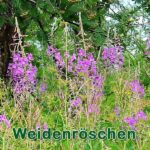 Futterpflanze: Schmalblättrige Weidenröschen (Epilobium angustifolium) und das Kleinblütige Weidenröschen (Epilobium parviflorum)