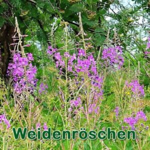 Weidenröschen