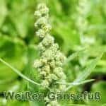 Futterpflanze: Weiรen Gรคnsefuร (Chenopodium album)
