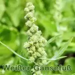 Futterpflanze: Weißen Gänsefuß (Chenopodium album)