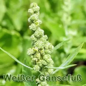 Futterpflanze: Weißen Gänsefuß (Chenopodium album)