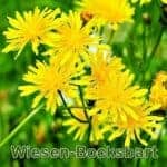 Futterpflanze: Wiesen-Bocksbart (Tragopogon pratensis)