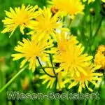 Futterpflanze: Wiesen-Bocksbart (Tragopogon pratensis)