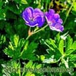 Futterpflanze: Wiesen-Storchenschnabel bzw. Blaues Schnabelkraut (Geranium pratense)