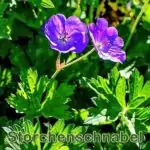 Futterpflanze: Wiesen-Storchenschnabel bzw. Blaues Schnabelkraut (Geranium pratense)