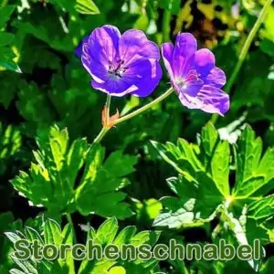 Futterpflanze: Wiesen-Storchenschnabel bzw. Blaues Schnabelkraut (Geranium pratense)