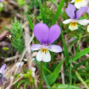 Wildes Stiefmuetterchen Blüte des Wilden Stiefmuetterchens