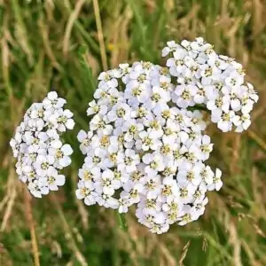 Blüten der Schafgarbe