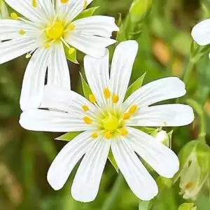 Blüten der Sternmiere
