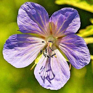 Blüte des Storchenschnabels