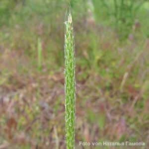 Ähre des Ackerfuchsschwanz