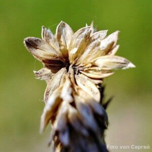 Samen des Ackerfuchsschwanz