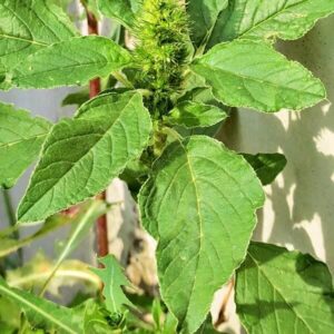 Blätter des Amaranth