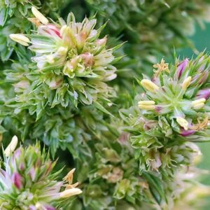 Blüten des Amaranth