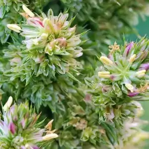 Blüten des Amarant