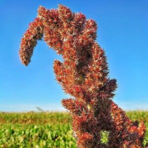 Samen des Amaranth