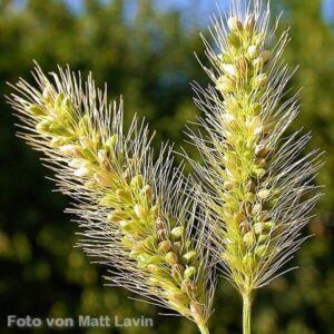 Samen der Borstenhirse