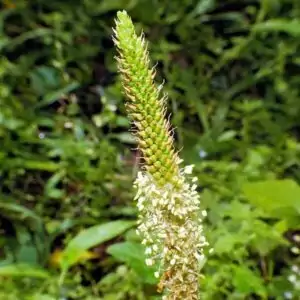 Blüten des Breitwegerichs