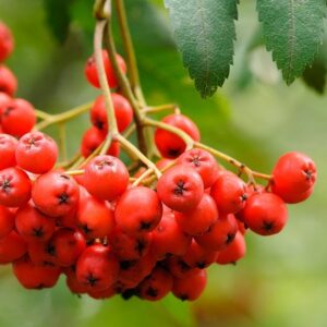 Früchte  der Eberesche