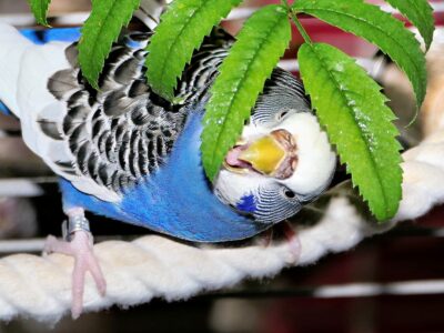 Eberesche mit Welli Wellensittich knabbert an Ebereschenblättern.