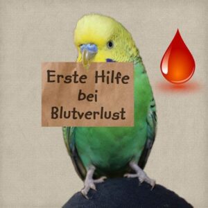 Erste Hilfe bei Blutverlust
