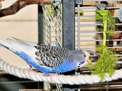 Wellensittich knabbert am Fenchelgrün