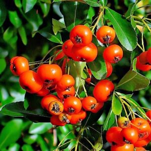 Früchte des Feuerdorns