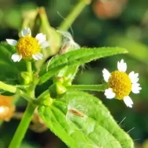 Blüten des Franzosenkrautes