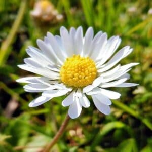 Blüte des Gänseblümchen