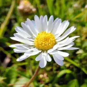Blüte des Gänseblümchens