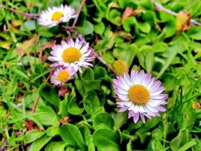 Gänseblümchen
